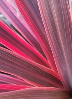 Cordyline (Cordyline Australis 'Electric Pink') -Directplant Winkel cordyline electric pink 1