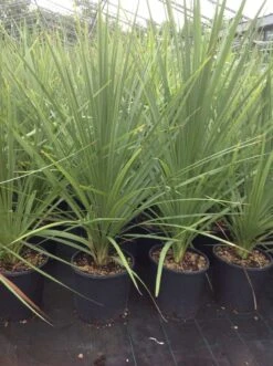 Cordyline (Cordyline Australis) -Directplant Winkel cordyline australis 1