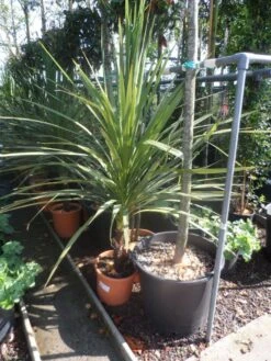Cordyline (Cordyline Australis) -Directplant Winkel cordyline australis 125 150 c20 1