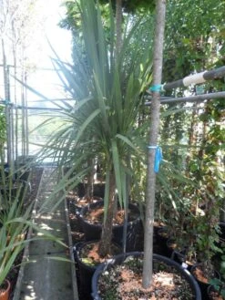 Cordyline (Cordyline Australis) -Directplant Winkel cordyline australis 150 175 cont 1