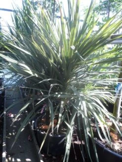 Cordyline (Cordyline Australis) -Directplant Winkel cordyline australis 175 200 meerstammig 1