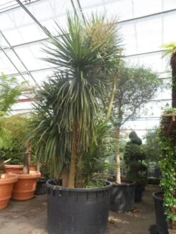 Cordyline (Cordyline Australis) -Directplant Winkel cordyline australis 300 400 c750 meerstammig