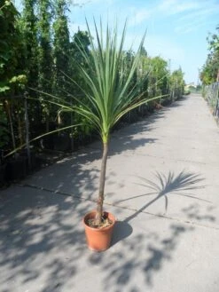 Cordyline (Cordyline Australis) -Directplant Winkel cordyline australis c10