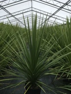 Cordyline (Cordyline Australis) -Directplant Winkel cordyline australis c10 1 1
