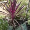 Cordyline (Cordyline 'Southern Splendour') -Directplant Winkel cordyline australis cherry sensation 1 1