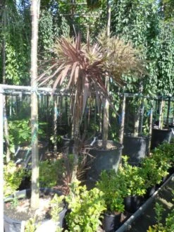 Cordyline (Cordyline Australis 'Atropurpurea') -Directplant Winkel cordyline australis red star 150 175 c25 1