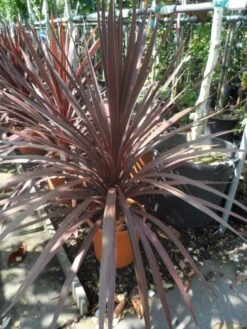 Cordyline (Cordyline Australis 'Atropurpurea') -Directplant Winkel cordyline australis red star c10