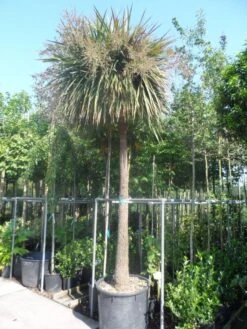 Cordyline (Cordyline Australis) -Directplant Winkel cordyline australis solitair 250stam 1