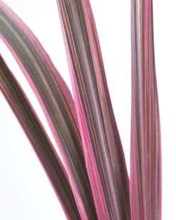 Cordyline (Cordyline 'Can Can') -Directplant Winkel cordyline cancan01 1