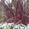Cordyline (Cordyline 'Can Can') -Directplant Winkel cordyline cancan02