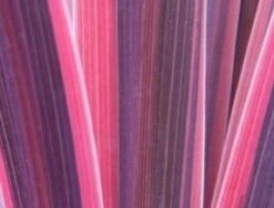 Cordyline (Cordyline 'Southern Splendour') -Directplant Winkel cordylinessplendour01 2 1