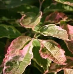 Kornoelje (Cornus Florida 'Cherokee Daybreak') -Directplant Winkel cornus florida cherokee daybraek