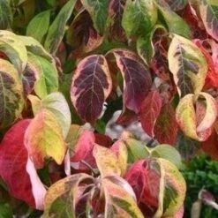 Kornoelje Op Stam (Cornus Florida 'Rainbow') -Directplant Winkel cornus florida rainbow