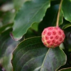 Kornoelje (Cornus Kousa 'China Girl') -Directplant Winkel cornus kousa china girl 1