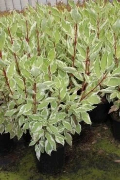 Bonte Kornoelje (Cornus Alba 'Elegantissima') -Directplant Winkel cornus alba elegantissima 2 1