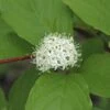 Kornoelje (Cornus Alba 'Sibirica')