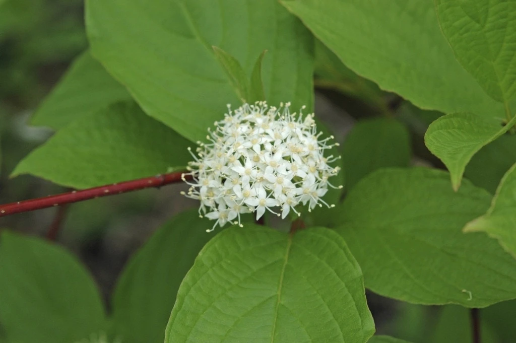 Kornoelje (Cornus Alba 'Sibirica') 3 Kornoelje (Cornus Alba 'Sibirica')
