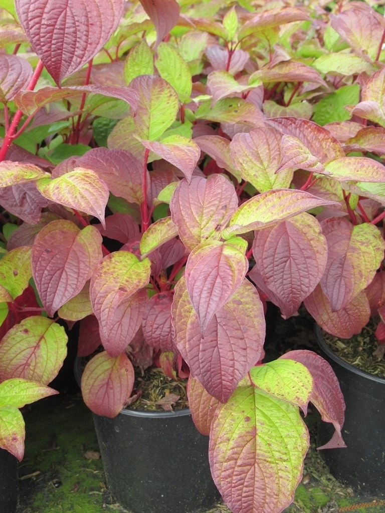 Kornoelje (Cornus Alba 'Sibirica') 7 Kornoelje (Cornus Alba 'Sibirica') - Afbeelding 5