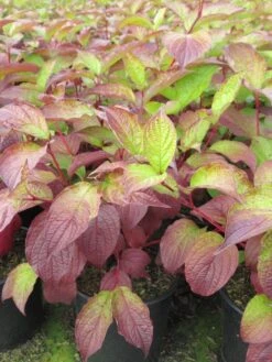 Kornoelje (Cornus Alba 'Sibirica') -Directplant Winkel cornus alba sibirica 2 1