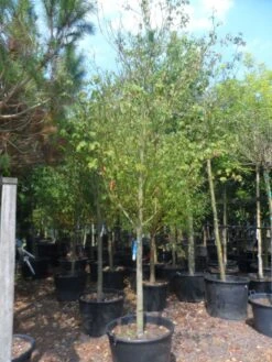 Kornoelje (Cornus Alternifolia) -Directplant Winkel cornus alternifolia 18 20 c160 1