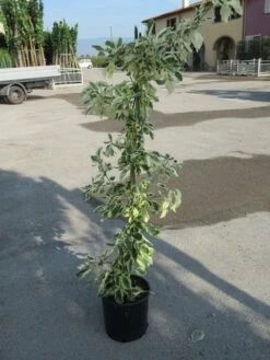 Kornoelje (Cornus Alternifolia 'Argentea') -Directplant Winkel cornus alternifolia argentea 1