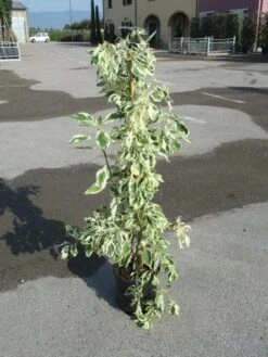 Kornoelje (Cornus Alternifolia 'Argentea') -Directplant Winkel cornus alternifolia argentea 2 1