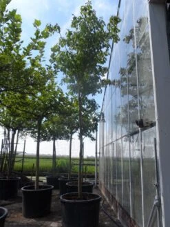 Reuzenkornoelje (Cornus Controversa) -Directplant Winkel cornus controversa 20 25ho c350