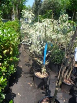 Reuzenkornoelje (Cornus Controversa 'Variegata') -Directplant Winkel cornus controversa variegata 125 150 c20