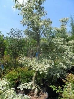 Reuzenkornoelje (Cornus Controversa 'Variegata') -Directplant Winkel cornus controversa variegata 175 200 250