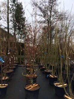 Reuzenkornoelje (Cornus Controversa 'Variegata') -Directplant Winkel cornus controversa variegata 2