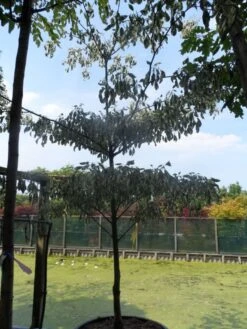 Reuzenkornoelje (Cornus Controversa 'Variegata') -Directplant Winkel cornus controversa variegata 250 300 c285