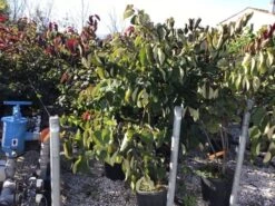 Groenblijvende Kornoelje (Cornus Elliptica) -Directplant Winkel cornus elliptica 125 150cm