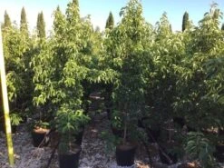 Groenblijvende Kornoelje (Cornus Elliptica) -Directplant Winkel cornus elliptica 125150cm c18