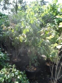 Veelbloemige Kornoelje (Cornus Florida 'Cloud Nine') -Directplant Winkel cornus florida 150 175 200 c50 1