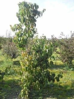 Veelbloemige Kornoelje (Cornus Florida 'Cloud Nine') -Directplant Winkel cornus florida 180 1