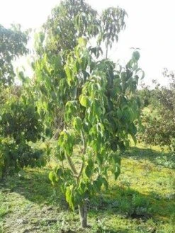 Amerikaanse Kornoelje (Cornus Florida 'Rubra') 21 Amerikaanse Kornoelje (Cornus Florida 'Rubra') -Directplant Winkel cornus florida 180 3 2