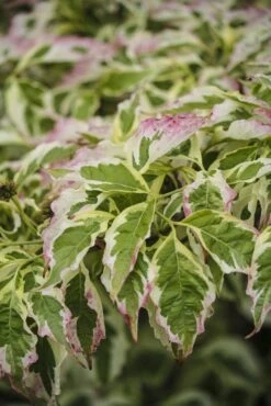 Kornoelje (Cornus Florida 'Cherokee Daybreak') -Directplant Winkel cornus florida cherokee daybreak 1