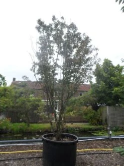 Amerikaanse Kornoelje (Cornus Florida 'Rubra') 17 Amerikaanse Kornoelje (Cornus Florida 'Rubra') -Directplant Winkel cornus florida rubra 400 500 c750