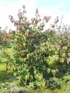 Kornoelje (Cornus Kousa 'China Girl') -Directplant Winkel cornus kousa 180 2 1