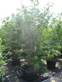 Kornoelje (Cornus Kousa 'China Girl') -Directplant Winkel cornus kousa china girl 200 250 c90 1