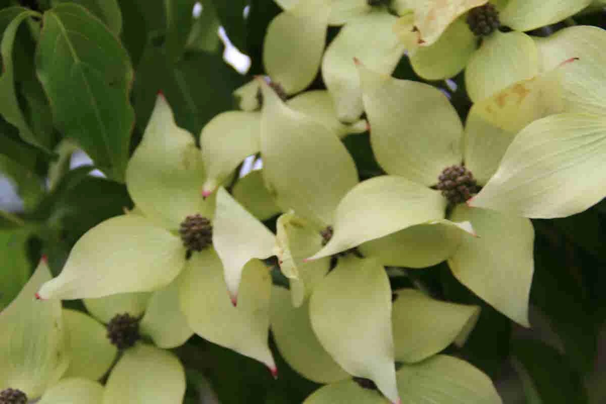 Kornoelje (Cornus Kousa 'China Girl') 8 Kornoelje (Cornus Kousa 'China Girl') - Afbeelding 6