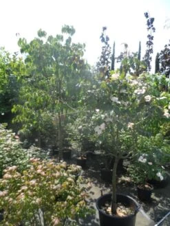 Japanse Kornoelje (Cornus Kousa) -Directplant Winkel cornus kousa in soorten halfstam c50 1