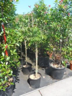 Japanse Kornoelje (Cornus Kousa) -Directplant Winkel cornus kousa satomi 100stam c20 1