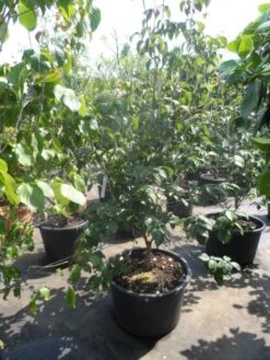 Japanse Kornoelje (Cornus Kousa) -Directplant Winkel cornus kousa satomi 150 175 200 1