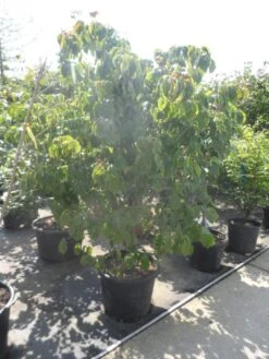 Japanse Kornoelje (Cornus Kousa) -Directplant Winkel cornus kousa satomi 200 225