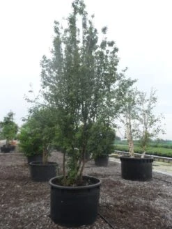 Gele Kornoelje (Cornus Mas) -Directplant Winkel cornus mas 400 500 c750 2