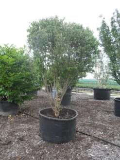 Gele Kornoelje (Cornus Mas) -Directplant Winkel cornus mas ombrella c600 3