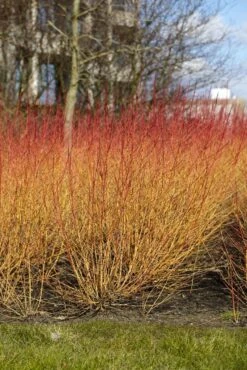 Kornoelje (Cornus Sanguinea 'Midwinter Fire') -Directplant Winkel cornus sanguinea midwinter fire02