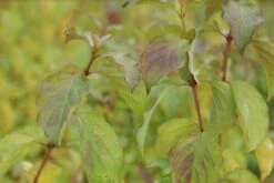 Kornoelje (Cornus Sanguinea 'Winter Beauty) -Directplant Winkel cornus sanguinea winter beauty 2 1