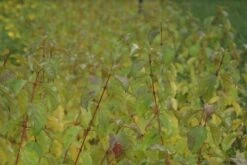 Kornoelje (Cornus Sanguinea 'Winter Beauty) -Directplant Winkel cornus sanguinea winter beauty 3 1